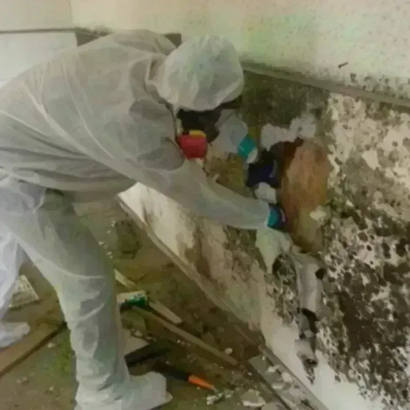 Mold Remediation and Removal in Dry Ridge, OH